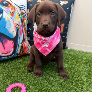 Dixie Labrador Retriever 01 Dixie Labrador Retriever 01