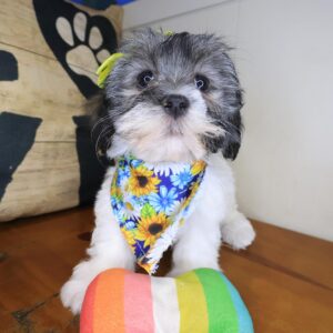 Dottie Havanese 01