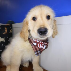 Dozer Golden Retriever 01 Dozer Golden Retriever 01