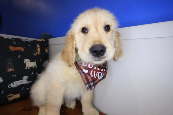 Dozer Golden Retriever 01