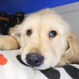 Dozer Golden Retriever 02