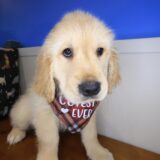 Dozer Golden Retriever 03