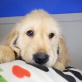 Dozer Golden Retriever 04