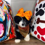 Early Aussiedoodle 01