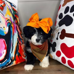 Early Aussiedoodle 01