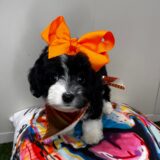 Early Aussiedoodle 02
