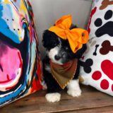 Early Aussiedoodle 04