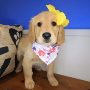 East Ballina Golden Retriever 01 East Ballina Golden Retriever 01