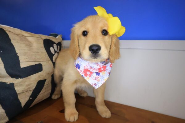 East Ballina Golden Retriever 01