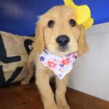 East Ballina Golden Retriever 02