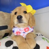 East Ballina Golden Retriever 03