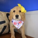 East Ballina Golden Retriever 04