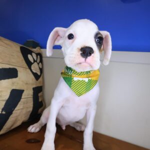 Eddie Boxer 01 Eddie Boxer 01