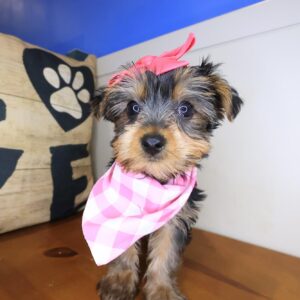 Elisa Yorkshire Terrier 01