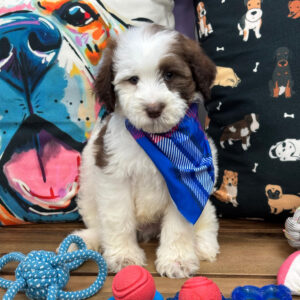 Enzo Aussiedoodle 01 Enzo Aussiedoodle 01