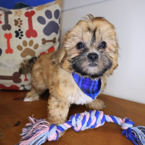 Excalibur Shihpoo 01 Excalibur Shihpoo 01