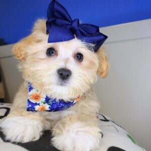 Fawn Maltipoo 01 Fawn Maltipoo 01