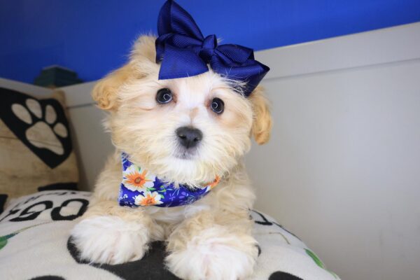 Fawn Maltipoo 01