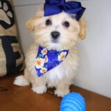 Fawn Maltipoo 02