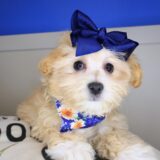 Fawn Maltipoo 03