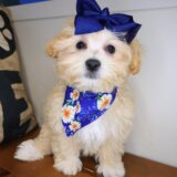 Fawn Maltipoo 04