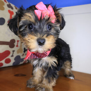 Fendi Yorkiepoo 01 Fendi Yorkiepoo 01