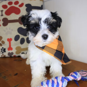 Fergus Morkie 01