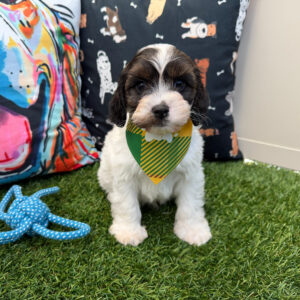 Fido Cavapoo 01 Fido Cavapoo 01