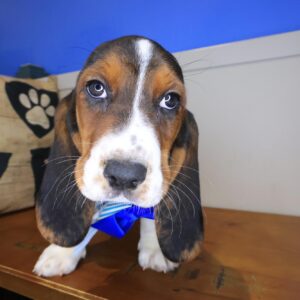 Flicker Basset Hound 01