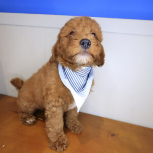 Flint Goldendoodle 01 Flint Goldendoodle 01