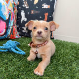 Foster Chihuahua 01