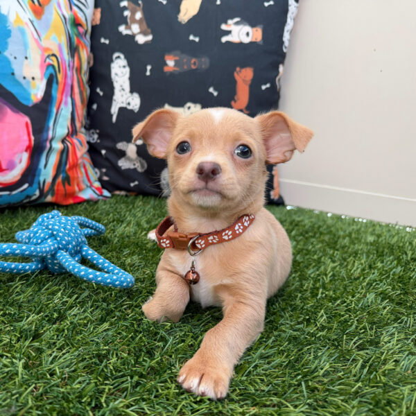 Foster Chihuahua 01