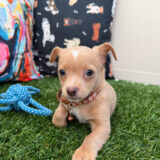 Foster Chihuahua 02