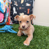 Foster Chihuahua 04