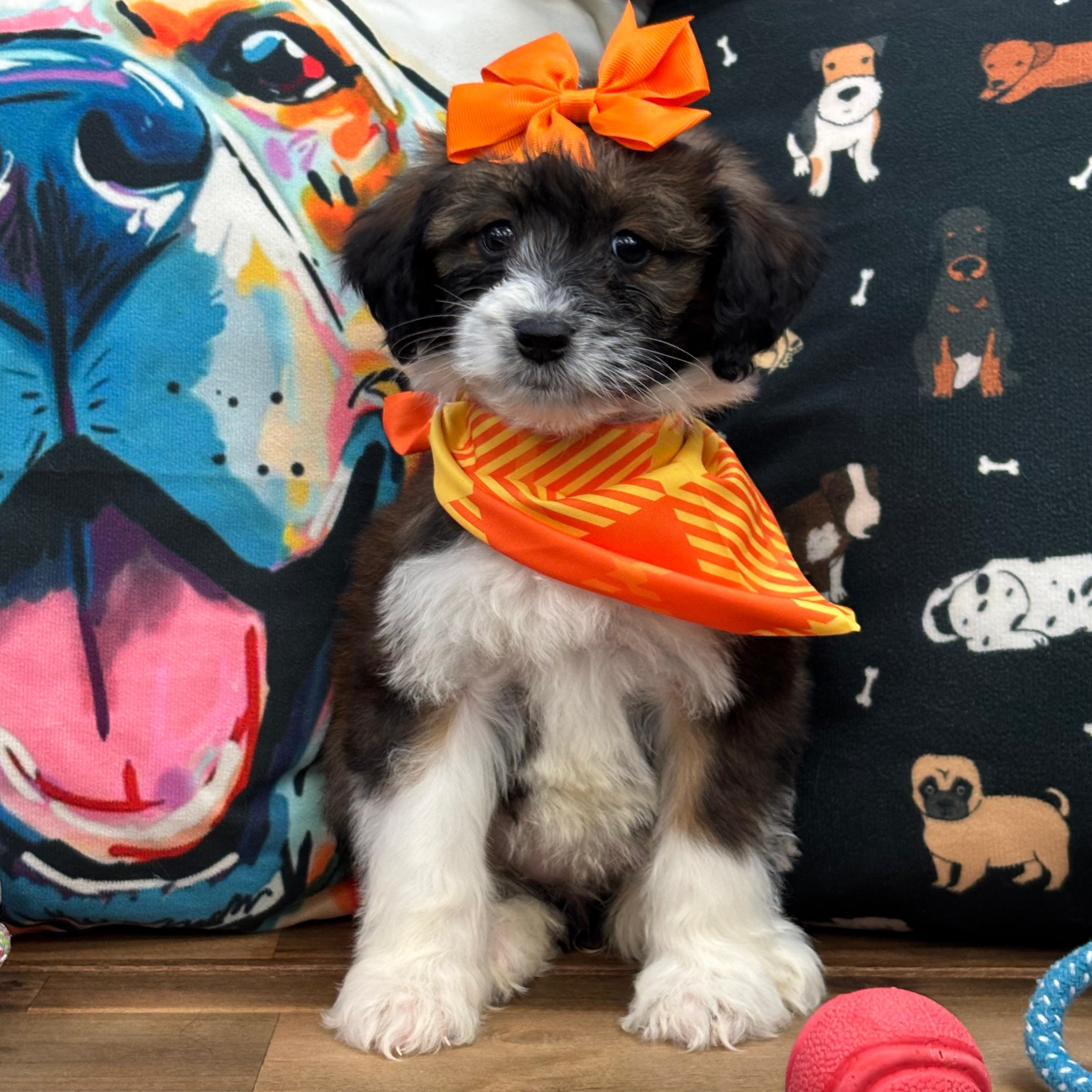 Foxy Aussiedoodle 01 https://pettitookc.com/wp-content/uploads/2026/03/Foxy-Aussiedoodle-01.jpg