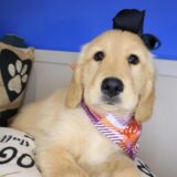 Funky Golden Retriever 01