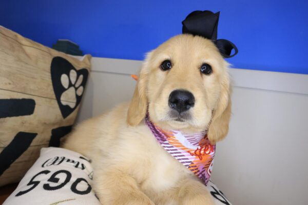 Funky Golden Retriever 01