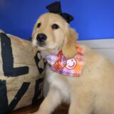 Funky Golden Retriever 02