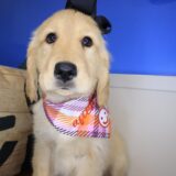 Funky Golden Retriever 03