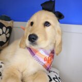 Funky Golden Retriever 04