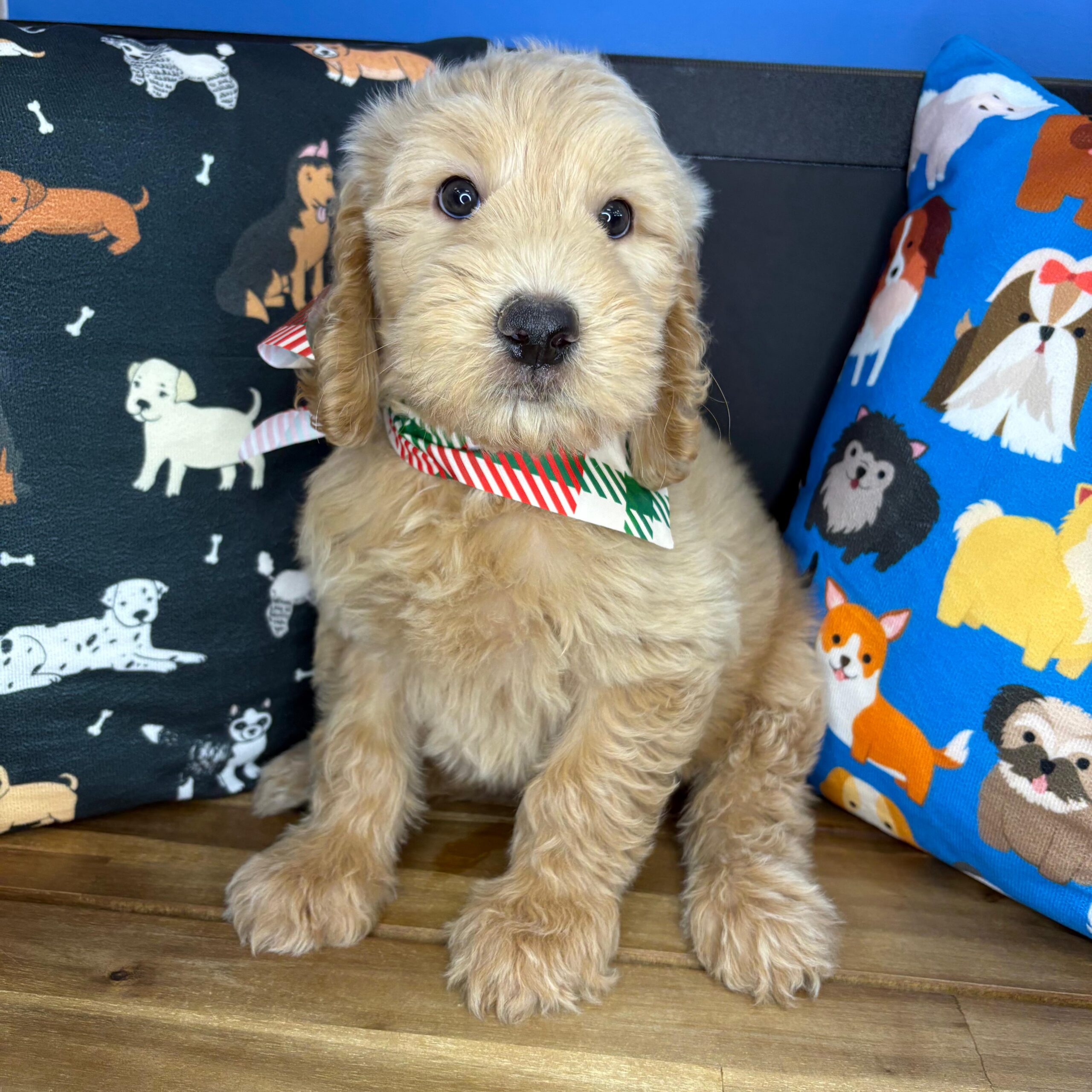 Fuzz Goldendoodle 01