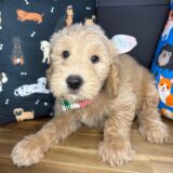 Fuzz Goldendoodle 02
