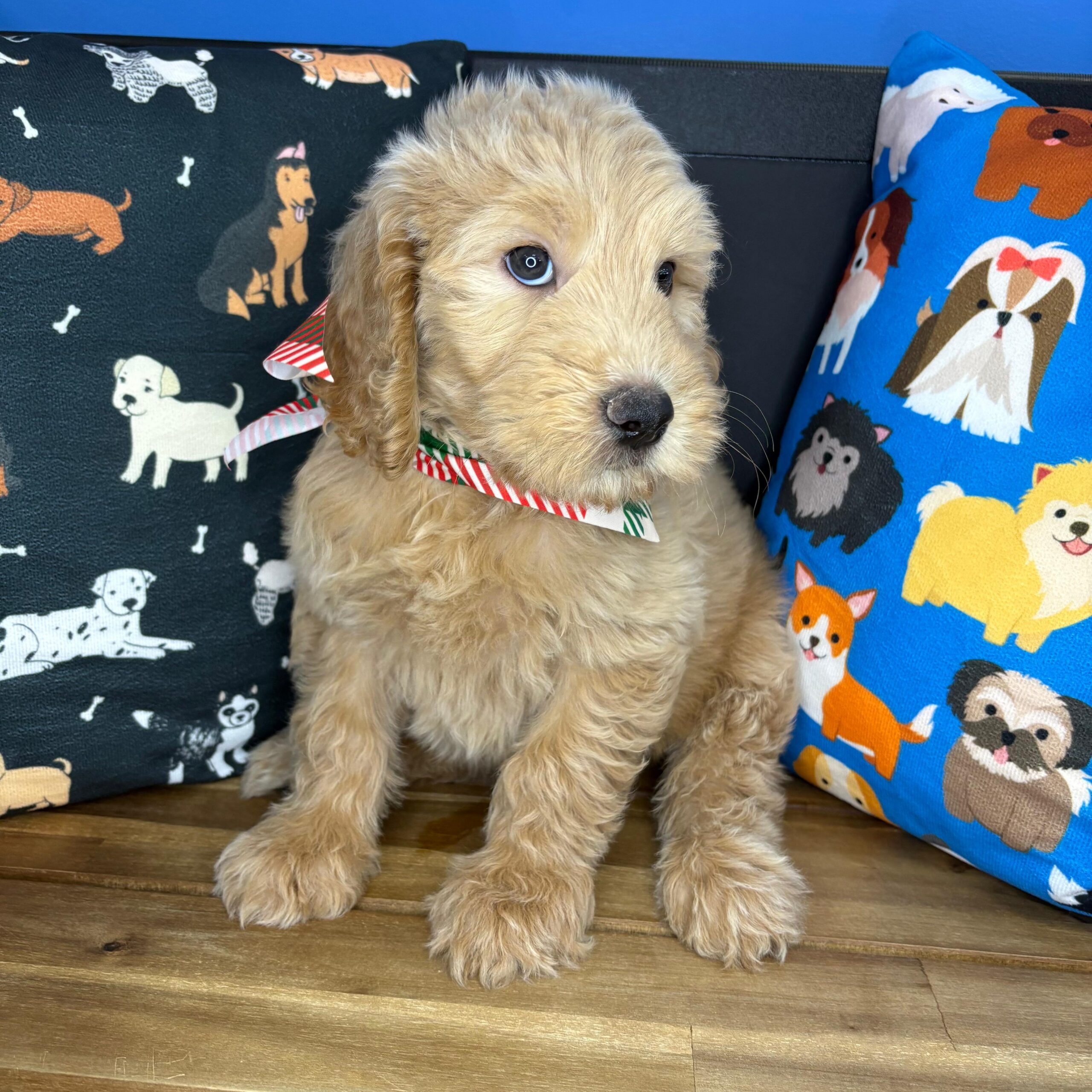 Fuzz Goldendoodle 03