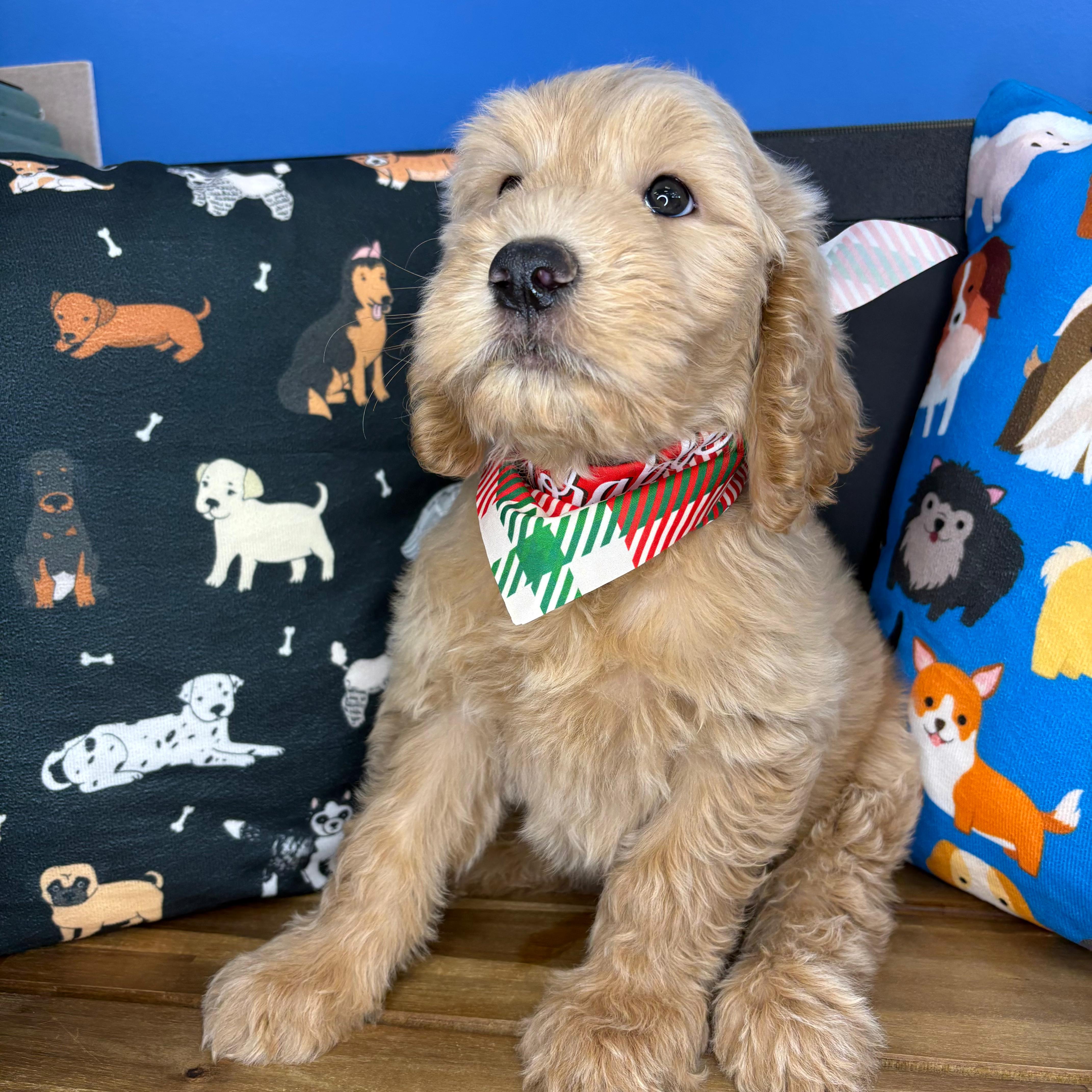 Fuzz Goldendoodle 04