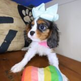 Gina Cavalier King Charles Spaniel 01