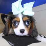 Gina Cavalier King Charles Spaniel 02