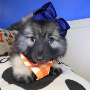 Gizzy Keeshond 01