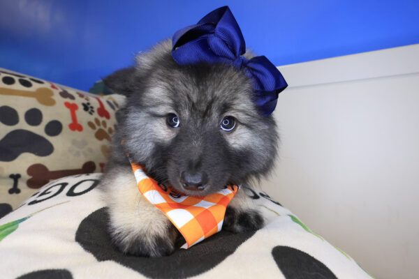 Gizzy Keeshond 01