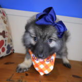 Gizzy Keeshond 02