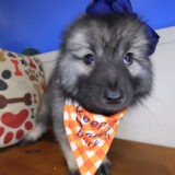 Gizzy Keeshond 03